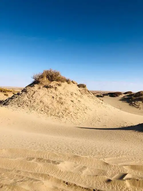 记录美好——大美青海!(格尔木——胡杨林篇)