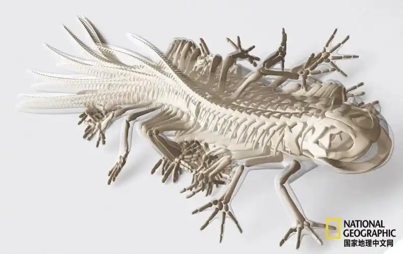 体型较大的动物肌肉力量强劲,骨骼必须承受更大的重量;体型较小的动物