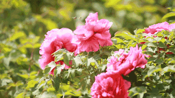 【1053福利】母亲节重磅福利!2万元神秘大奖等你来哦