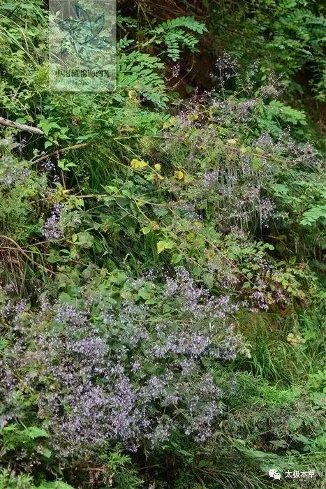 蓝萼香茶菜见过吗能清热解毒活血化瘀