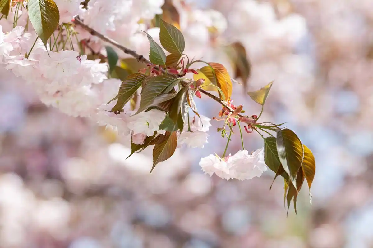 《许诗瑶沈怀川》抖音爆火小说