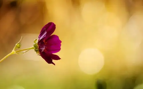 小清新风格的花草,高清图片,电脑桌面-壁纸族