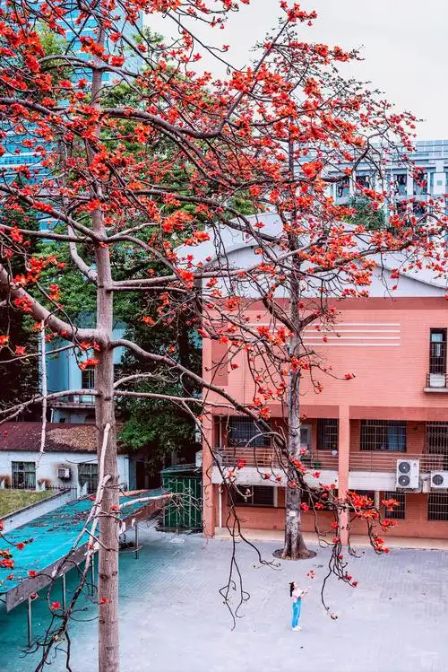 木棉花树下只因有你