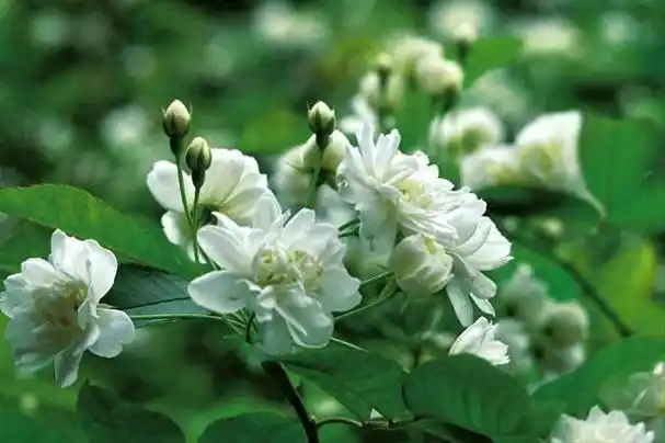 七里香,又称为千里香,万里香,九秋香,九树香等,属于芸香科九里香属