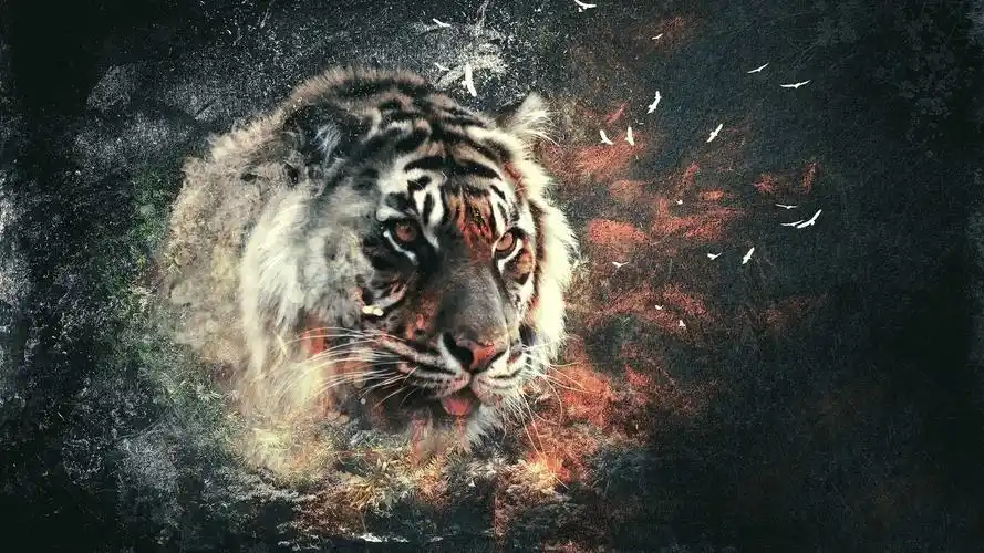 动物世界老虎摄影桌面壁纸下载4