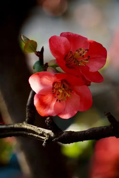 久违的太阳昨日再拍海棠花花开富贵