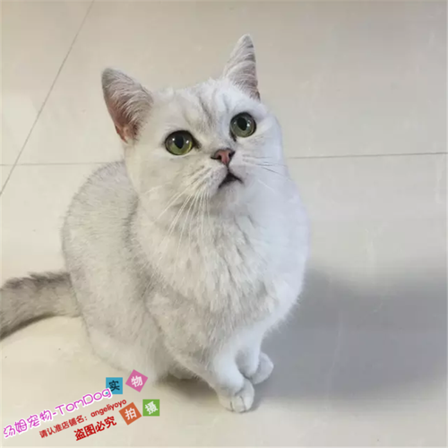 出售英国短毛猫宠物猫幼猫纯种英短银渐层渐层立耳折耳活体e