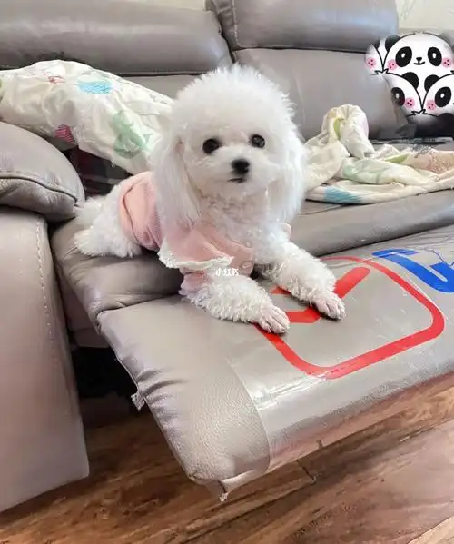 请大数据推送郑州好看的白色茶杯泰迪种公