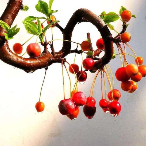 海棠精品(皇家雨点,紫色王子,艾莉丝,唐美玲)盆景一季花3季果