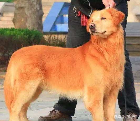 枫叶红金毛很不值钱吗