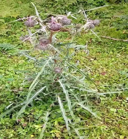 但是在那饥荒的年代里,却是很多人充饥的口粮,成了救命草