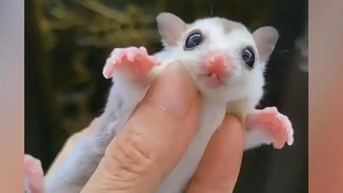 一眼心动的蜜袋鼯幼崽 奶凶奶凶的小孩最好玩,又怂又立.