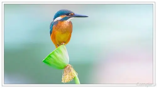 【自然生灵】翠鸟特写_影像作品_影像作品区_中华相机论坛-咔够网