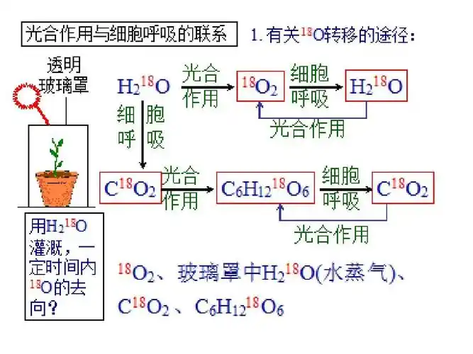 1-3-5-2笔记-光合作用过程,影响因素ppt