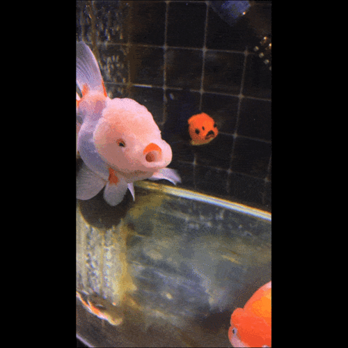 送你一份实用的家庭养鱼宝典涨姿势啦