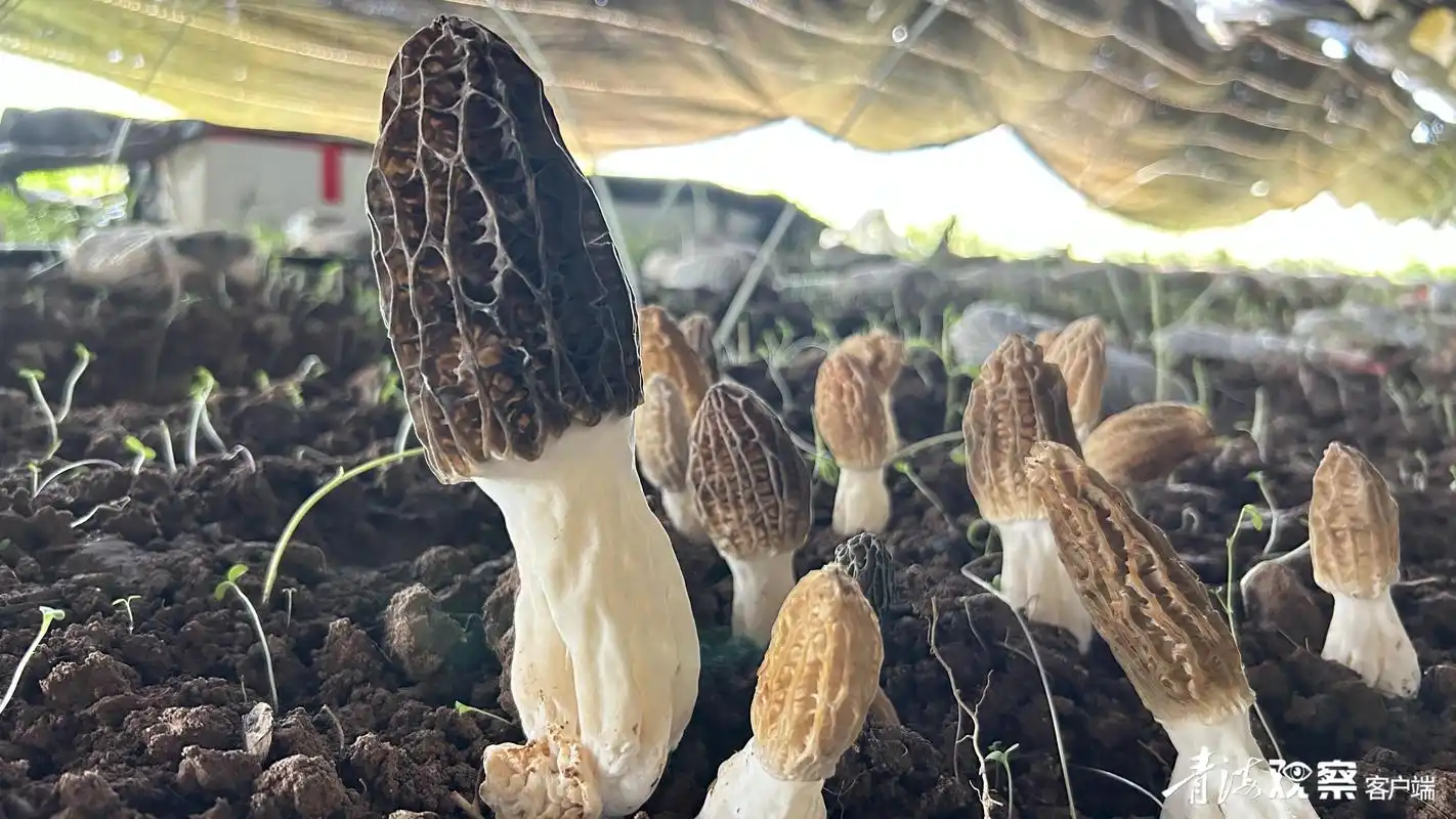 循化羊肚菌试种成功