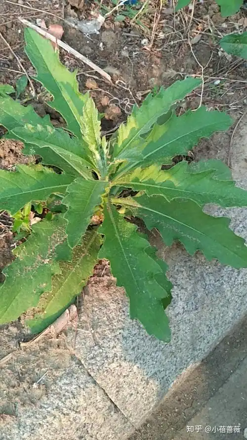 有哪些路边常见的中草药马路边花坛里公园里荒野郊区