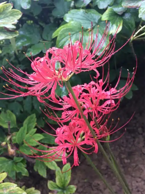 雨中彼岸花,情人的眼泪,血色的凄美