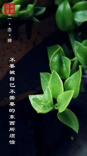 一念禅 | 不要被自己不需要的东西所烦恼