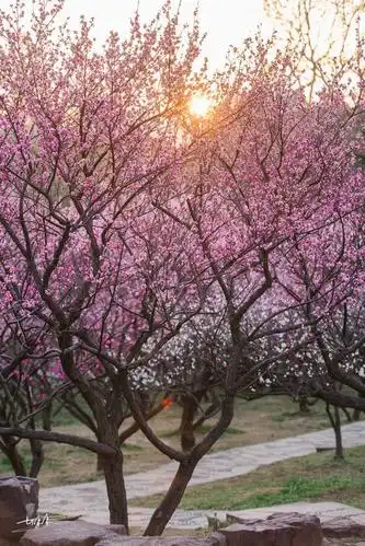 那么我会很开心当第一缕阳光透过梅花缝隙照在我的脸上,夹着一簇簇的