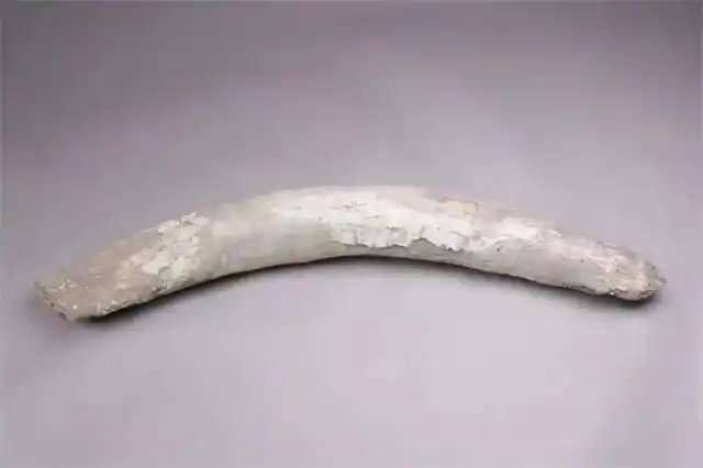 三星堆发现的100多根象牙哪来的?山海经中的一段记载给出了答案