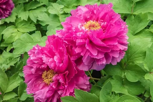 天姿国色--华南植物园牡丹展(2021年2月15日)