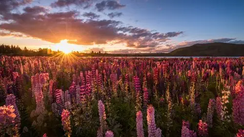 超美花海风景图片桌面壁纸