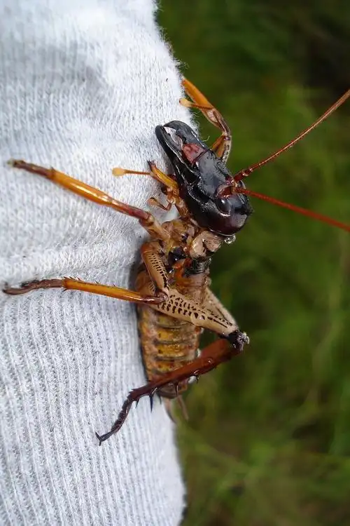 直翅目·螽亚目·蟋螽总科:蟋螽