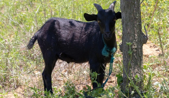 萨能黑山羊羊苗市场价黑山羊的养殖成本