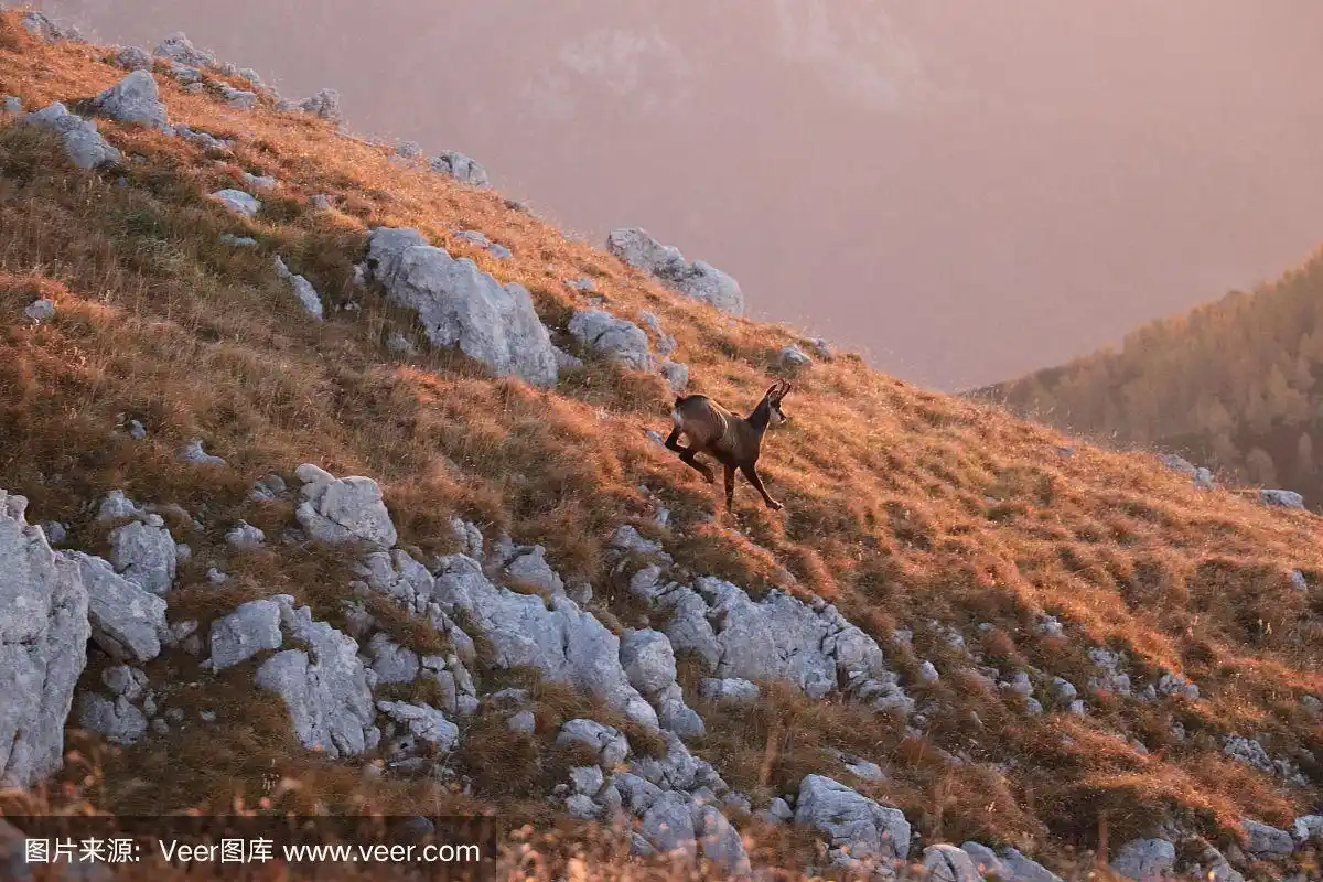 阳光照耀下的岩羚羊在山上奔跑