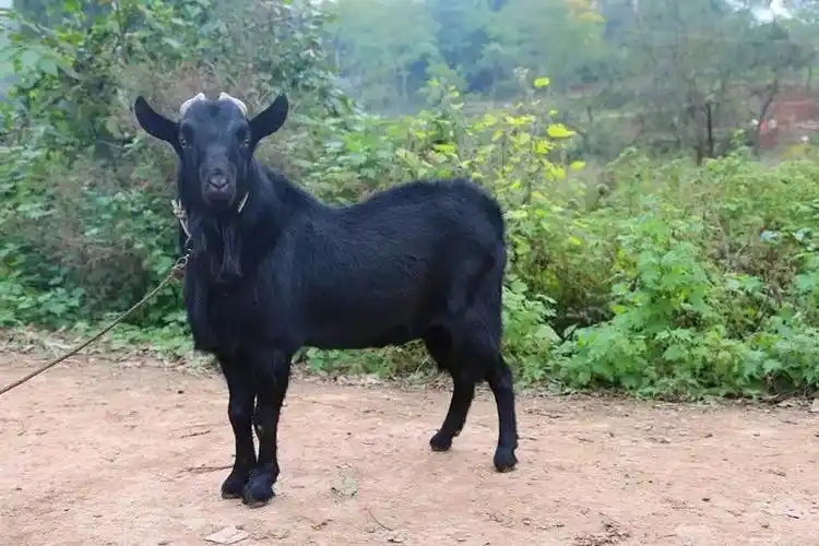青青草原选美记第四届大足黑山羊节你围观了吗