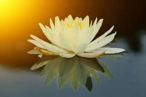 莲花图片_图片大全