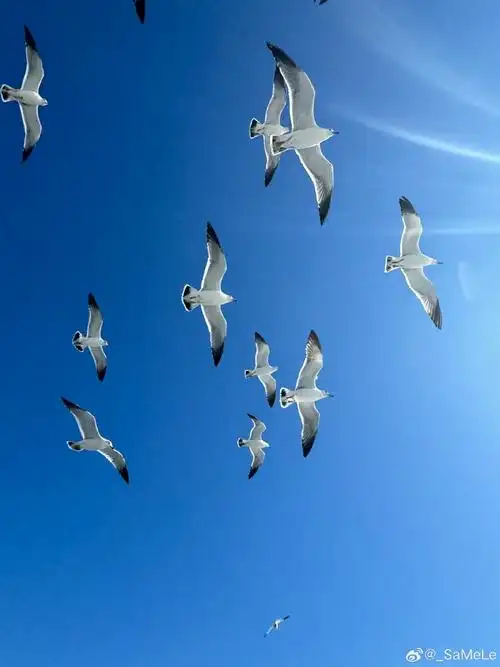 搁浅的船 西伯利亚的天鹅与海鸥  夕阳下的风车 蔚蓝无尽的大海  无