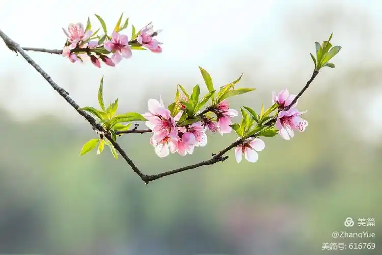 其它 醉江南 | 一年春景,花开好时 相传当年隋炀帝