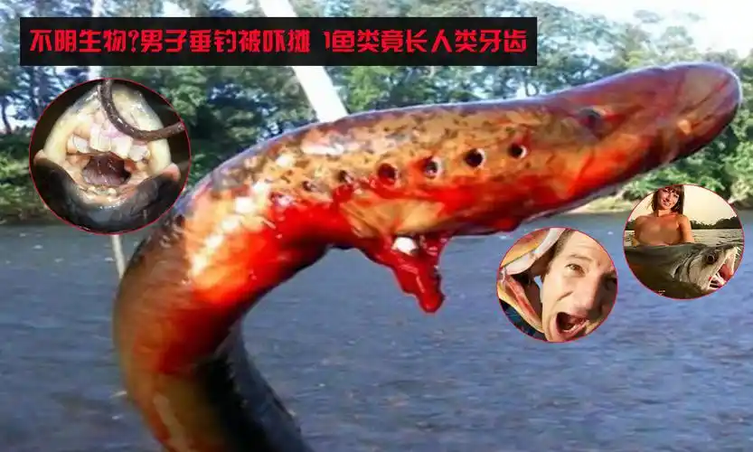 鱼会长人的牙齿?垂钓者无意捕到皱腮鲨整个人被吓瘫