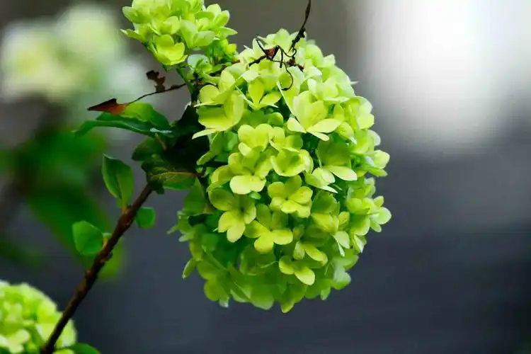 春花欣赏绿绣球花