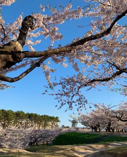 日本北海道之行,函馆
