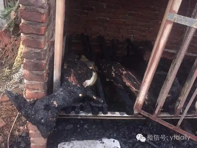 5只成年羊连同一只怀孕的母羊全部被烧死,"羊尸"都几乎变成"烤全羊"