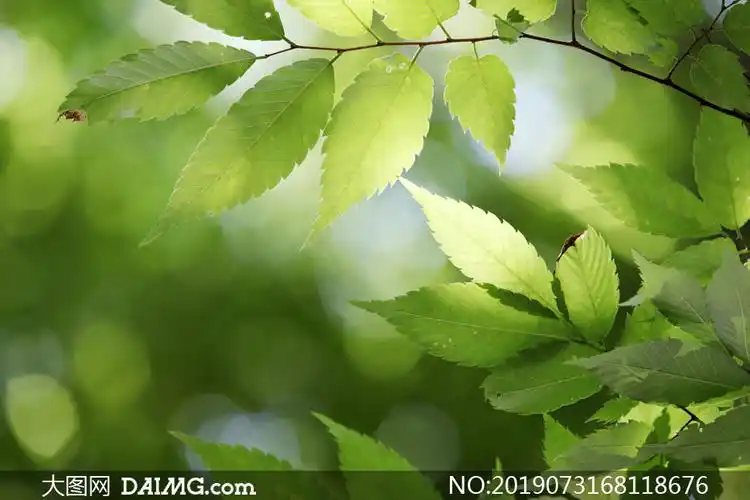 春夏时节树枝绿叶特写摄影高清图片_大图网图片素材