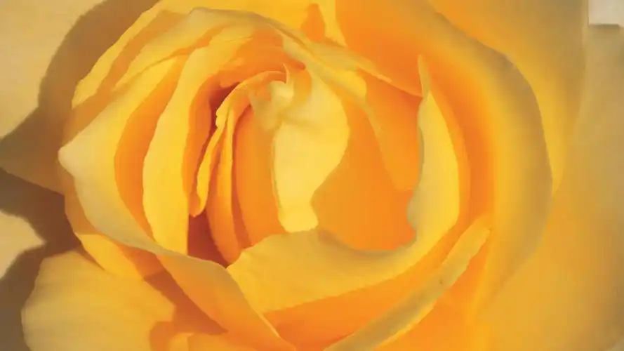 2023年抖音最火背景图片