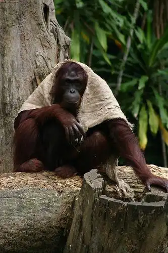 orang utan | flickr – 相片分享!