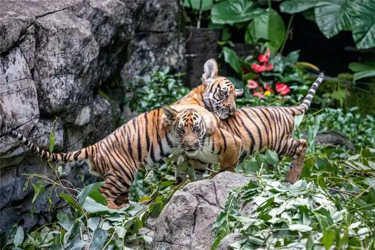 来广州长隆野生动物世界和国宝一起为祖国庆生门票购票网址