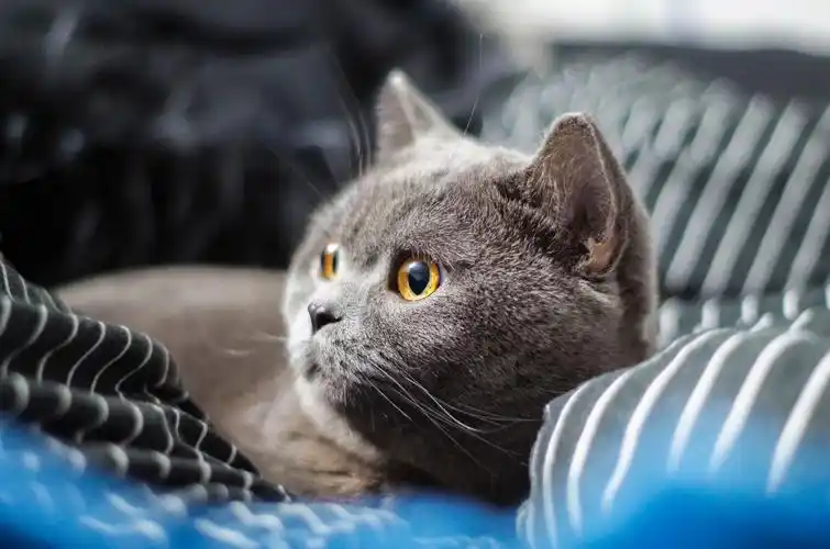 养"蓝猫"的幸福,不是每个养猫人所能想象的!