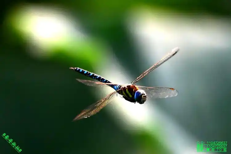 豪哥街拍#——自由游弋在荷塘上的漂亮昆虫——大蓝蜻蜓——北国谐乔