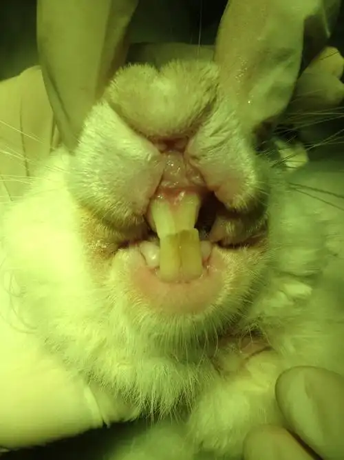 图1,2,3,4为兔子正常牙齿的x光片图,图1中a为门齿;b为臼齿.