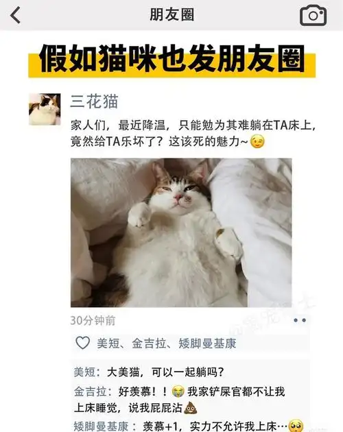 假如猫咪也发朋友圈我迷人的五官是你点开的必要