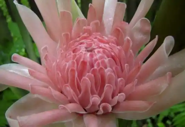 世界上最稀奇美丽的花,火炬姜(不仅稀奇美丽还能吃)