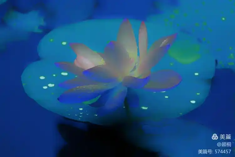 梦幻:夜色中的荷花