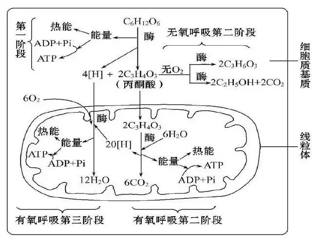 光合作用和呼吸作用课件ppt