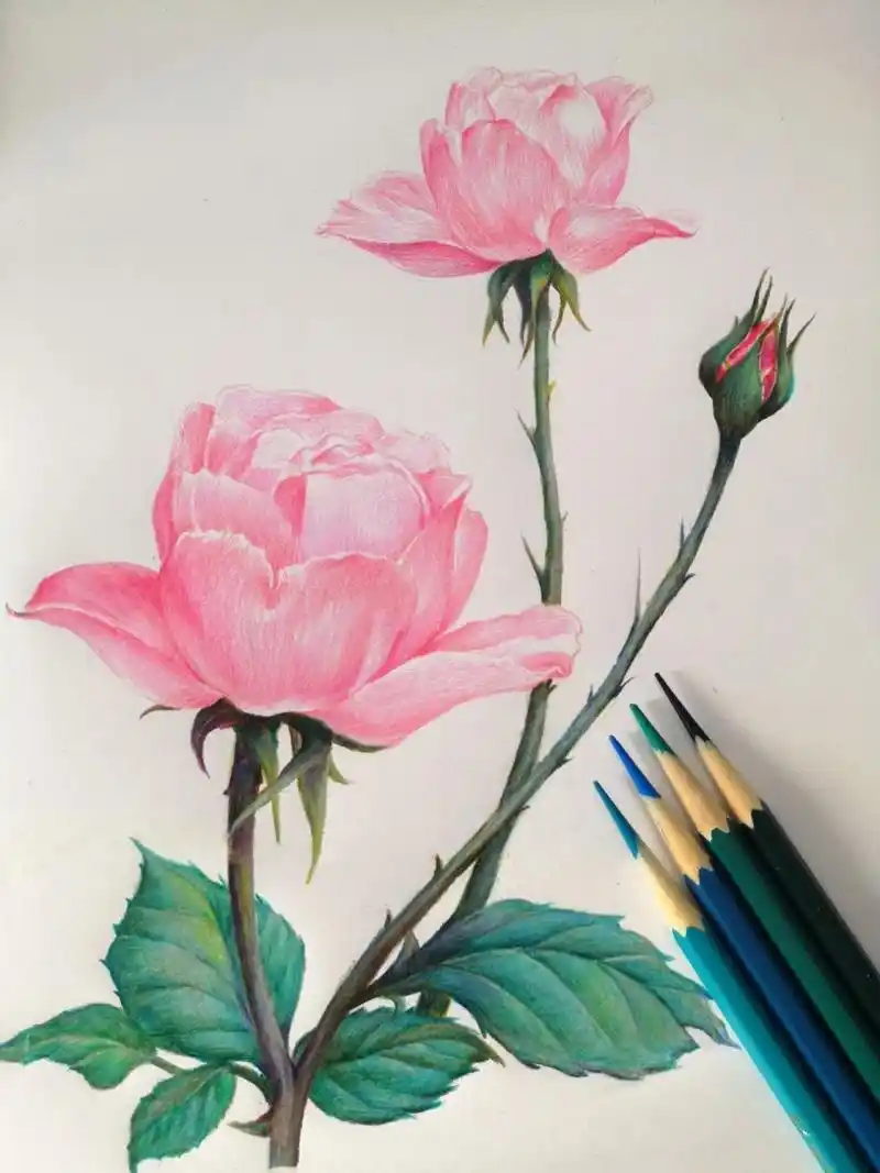 彩铅||原创 牡丹 含线稿和铺色步骤图分享 彩铅画步骤比较细腻,颜色
